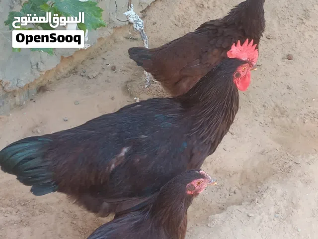 دجاج رود ايلاند للبيع .