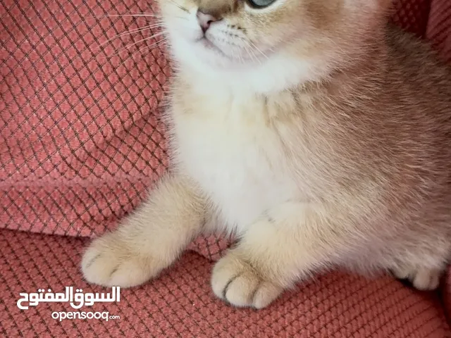 Golden British shorthair female