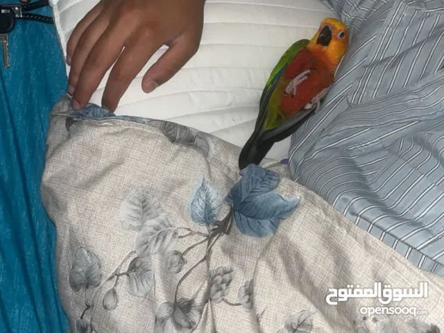 ببغاء الصن كنيور