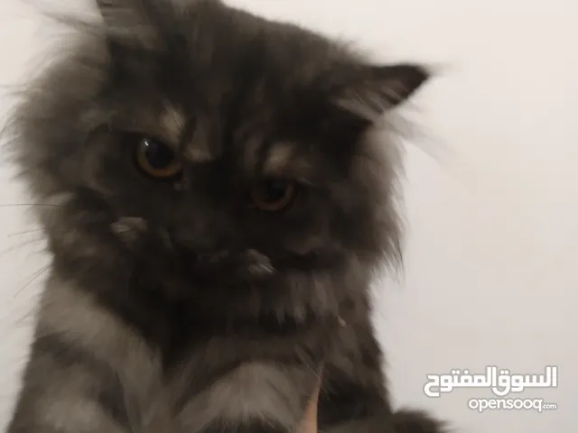 قطة هيمالايا دم قوي عمر 5 شهور وبره ناعمة وكثيفه