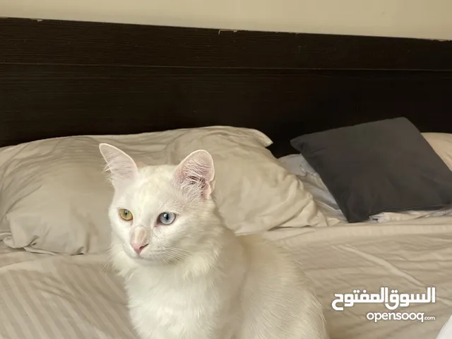 قط شيرازي ذكر