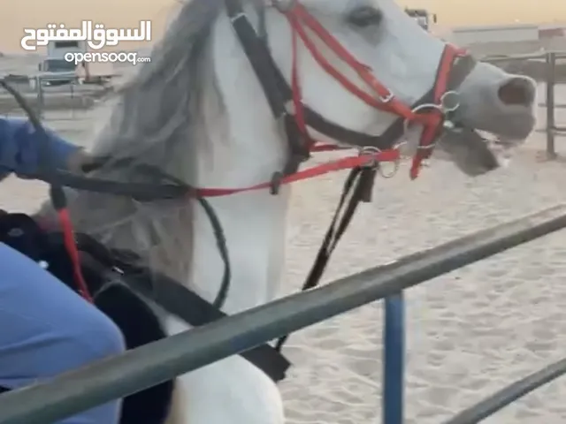 حصان عربي للبيع