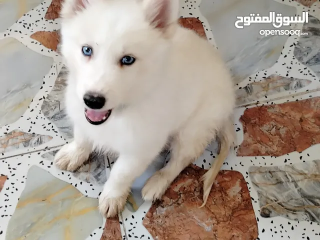 كلب نوع جيد