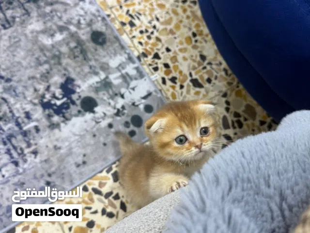 قطة سكوتش فولد قولد انثى عمر 56 يوم قصيرة الاطراف