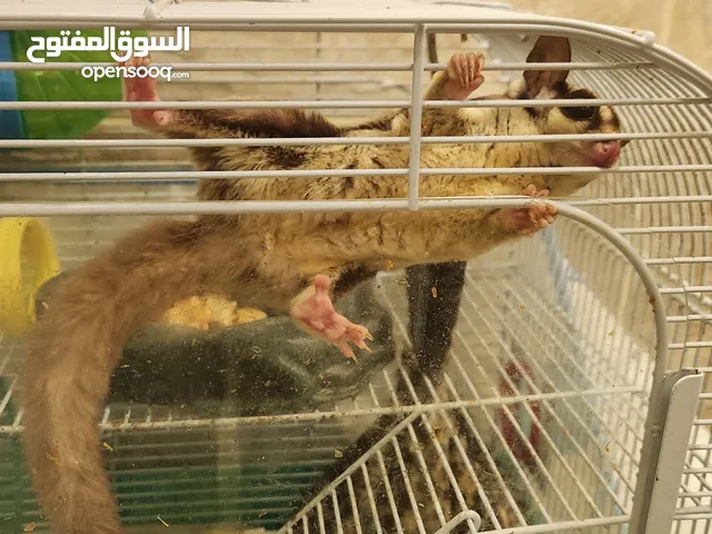 سنجاب sugar glider للبيع