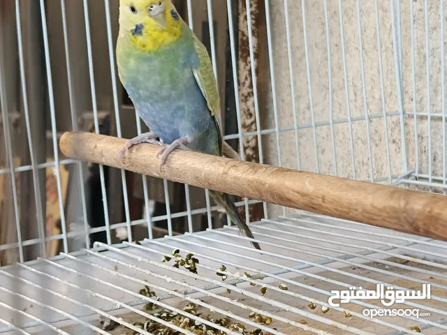 نثيه بزاره ابصحه تمام رينبو فحلها طار