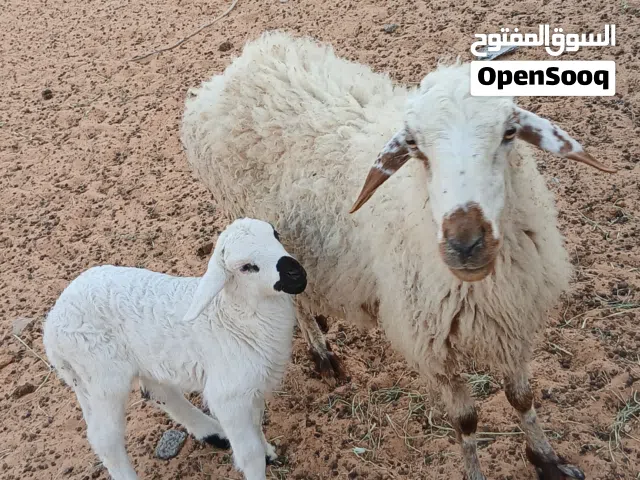 نعجه والده ربي يبارك