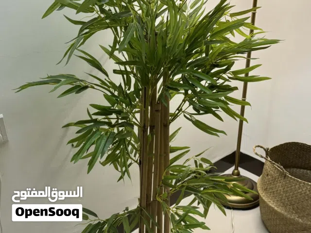 شجره البامبو