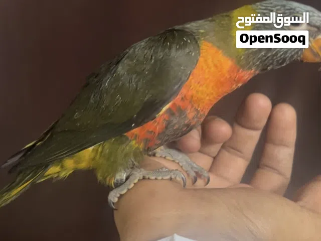 ببغاء الوري سوانسون اوليفس