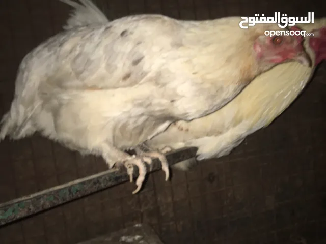 جاجه معها اربع فراخ عمر شهرين تقريبًا هجين لوهمان صحه ونضافه الفراخ فرخها طبعًا