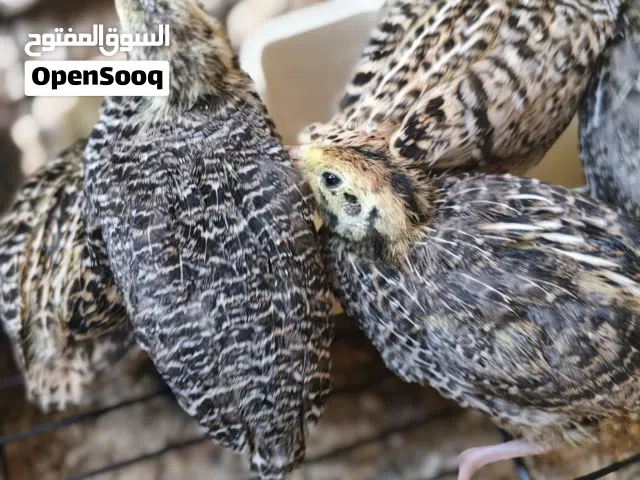فري عمر 16 يوم بسعر حرق