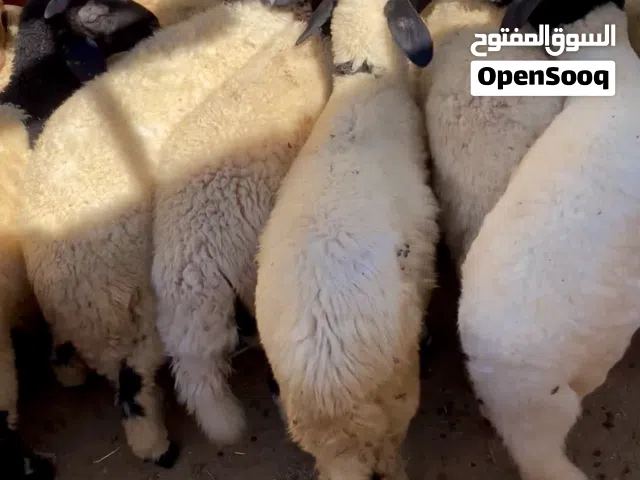 حوله للبيع عدد 38 .25 دكر و 13 انتي