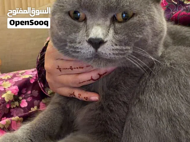 قط شورت هير بريتش لون مميز , قابل للتفاوض