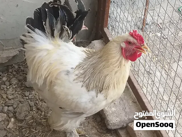 متاح ديج  ابراهما عمره 8 اشهر