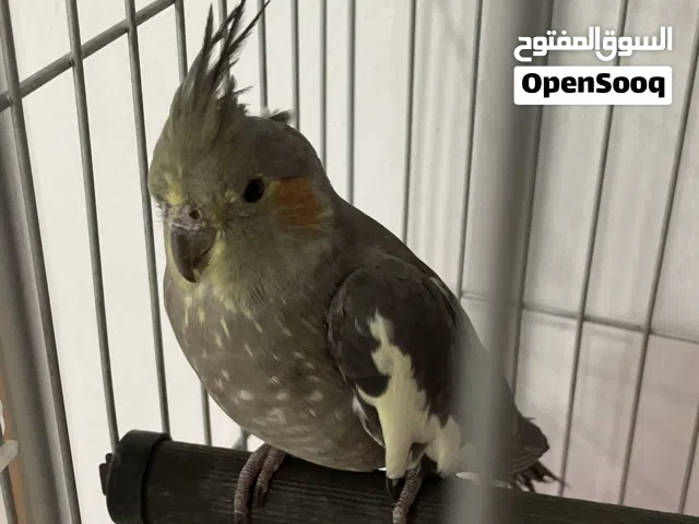 كوكتيل للبيع