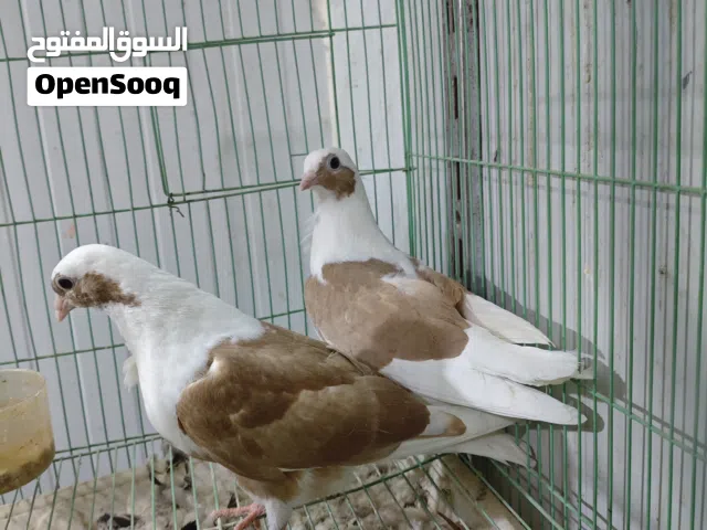 ارافل بصفر مخاليف شرط الصحة
