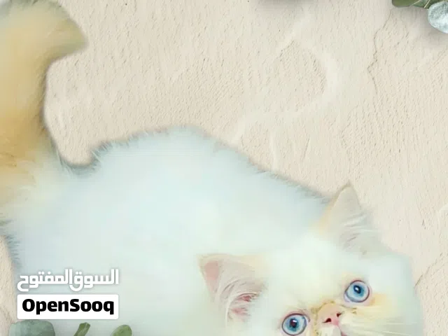 بسم الله للبيع ولد هيمالايا زي القمر