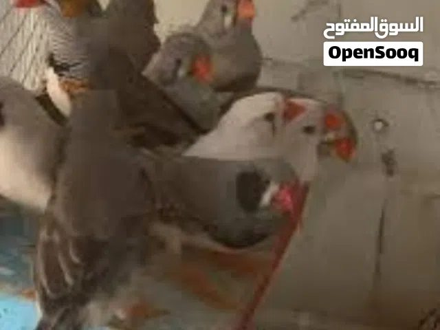 فناجس عاديات 7 زواج