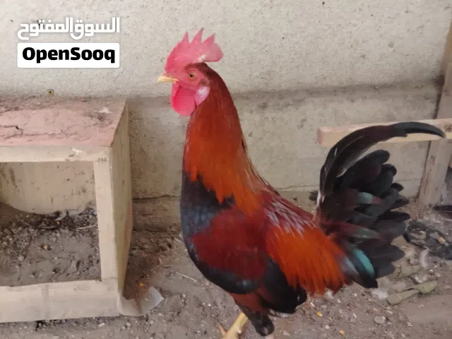 متاح ديج شمسي رس مرتب العمر 7 أشهر