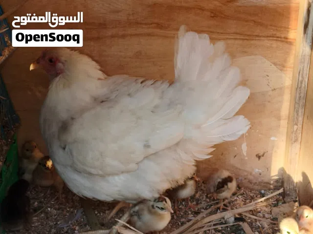 دجاج مع الكتاكيت