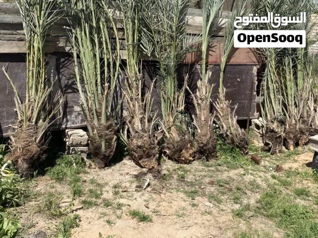 شتلات نخل للبيع