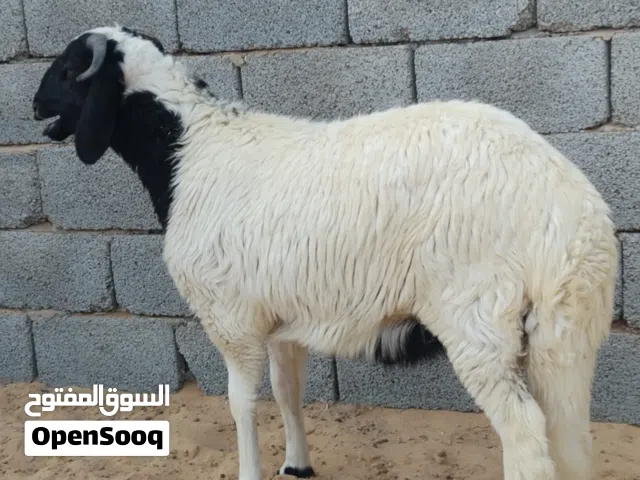 حواله هجين للبيع