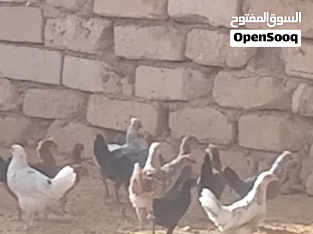 دجاج عربي مخلط ربي يبارك