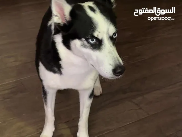كلب هاسكي