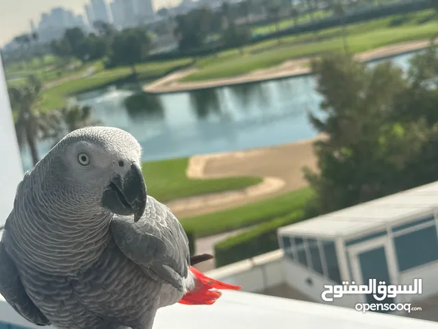 ببغاء كاسكو أفريقي