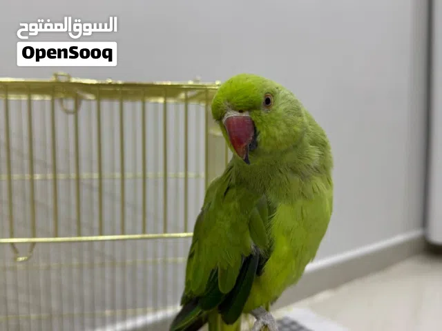 للبيع متوه