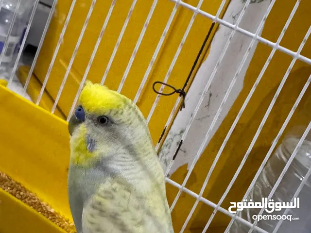 عصفور بقلينو النوع انتى وذكر
