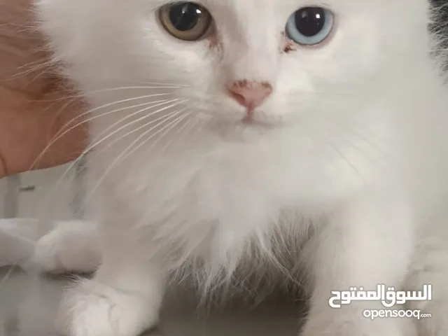 قطط للبيع سيبيري وتركي