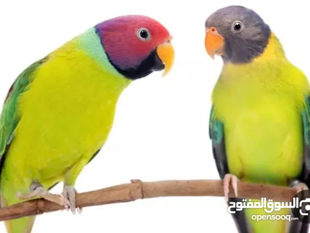 مطلوب انثى بألم هد