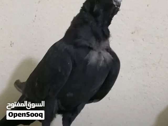 مطلوب زوج سلافر بيض او سود