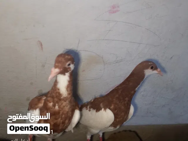 4فراخ للبيع
