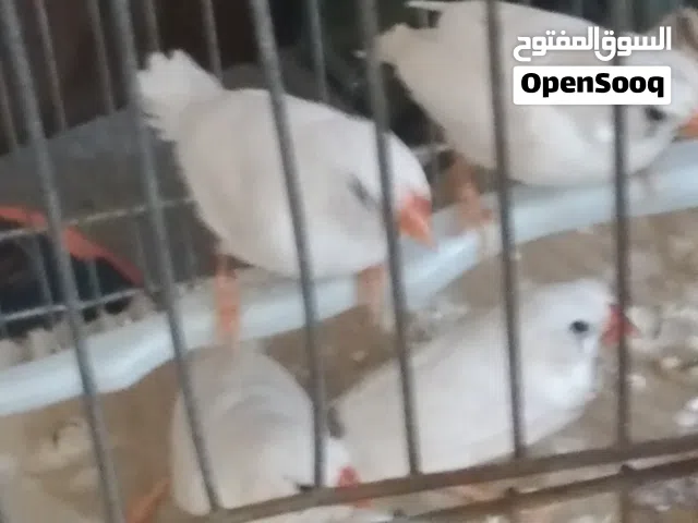 طيور للبيع
