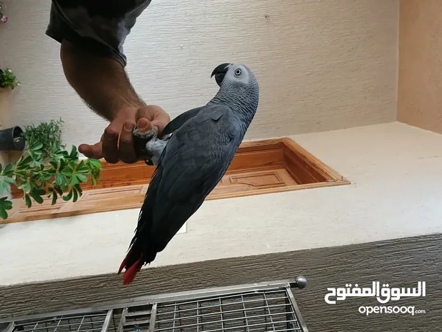 ببغاء زنجيباري