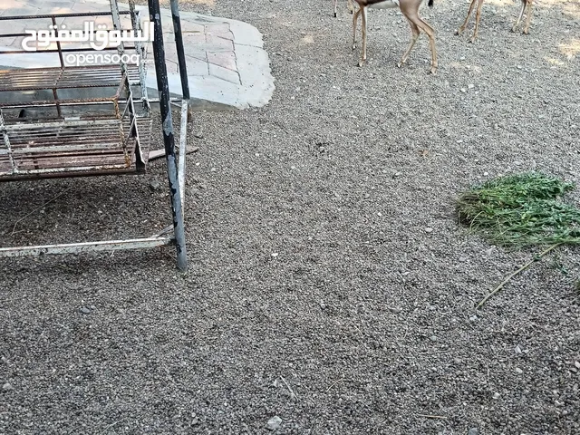 ذكور غزلان الديماني اليفات