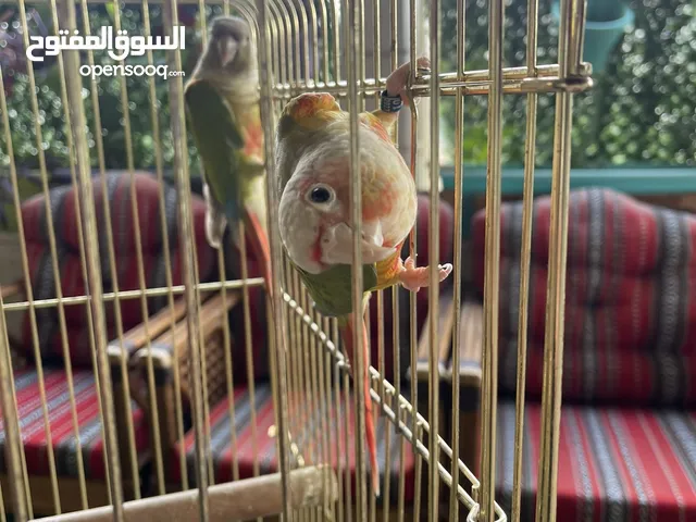 جوز كنيور جرين شيك عمر اكثر من سنتين