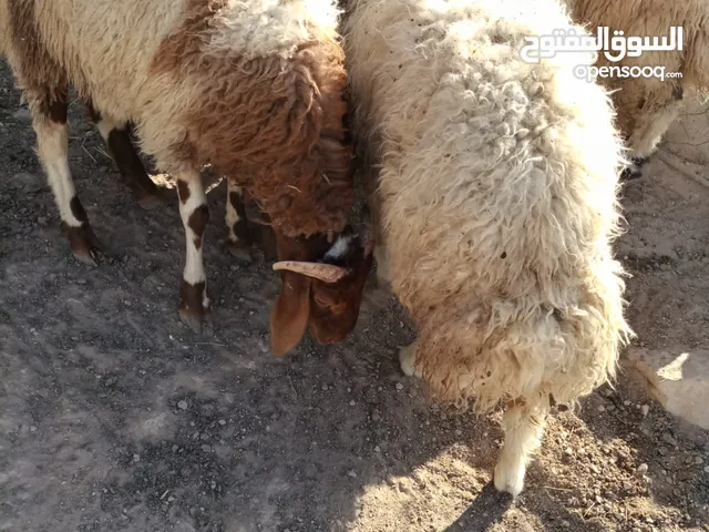 خرفان بلديه فل لحم وعنز حليب