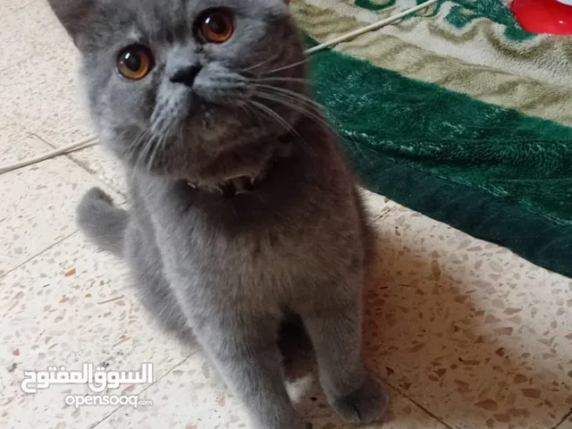 قطه للبيع .