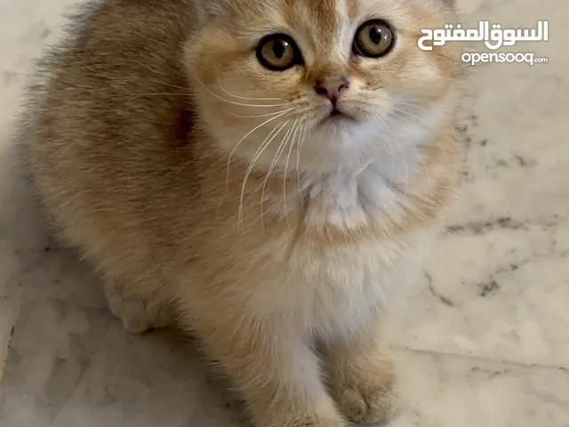 سكوتش فولد وستريت فل بيرو بسعر مناسب جدا