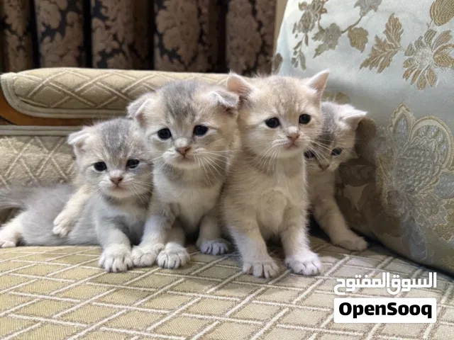قطة سكوتش فولد x برتش شورت هير