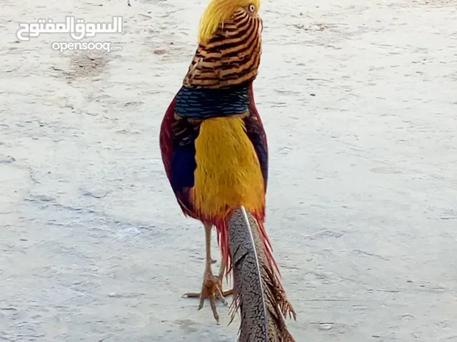 للبيع جوز فزنت قولدن احمر وذكرين سلفر و نمري