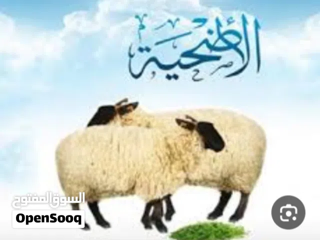 قصاب لذبح الاضحية