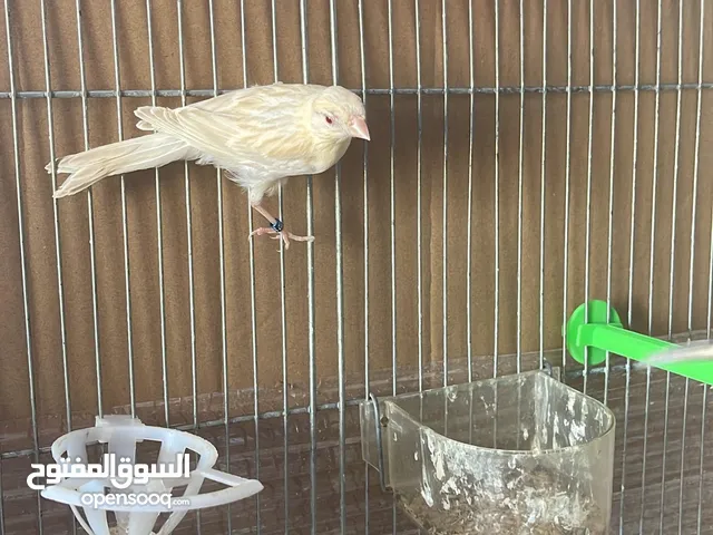 طيور للبيع