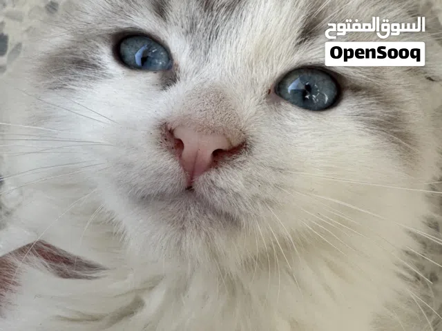 Cats for adoption 5 months old very playfull and very loving