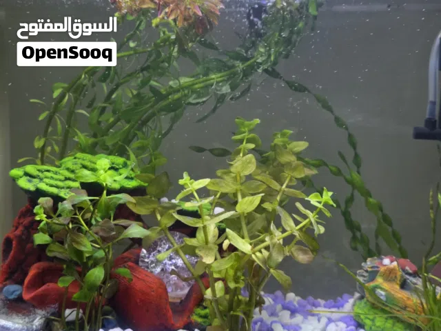 RS Electrical RS-380R Aquarium (21L) with Real Plants & Decorations – Excellent Condition