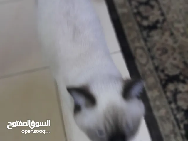 قطه صغيره كيووت