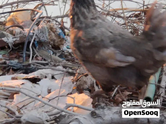 دجاجه فول نقاوه عراقيه